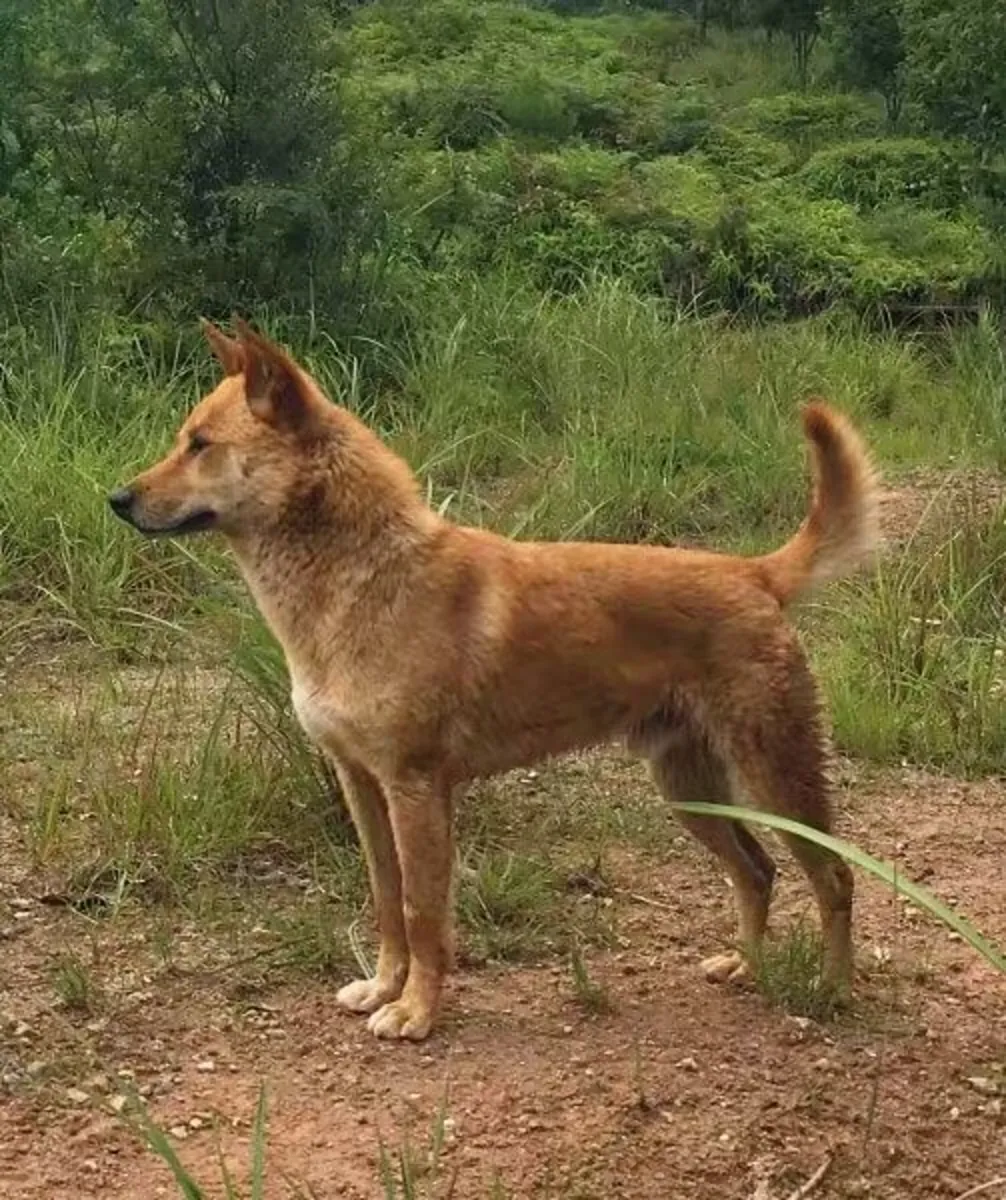走失的努雷翁基犬——如有发现，请提供帮助。