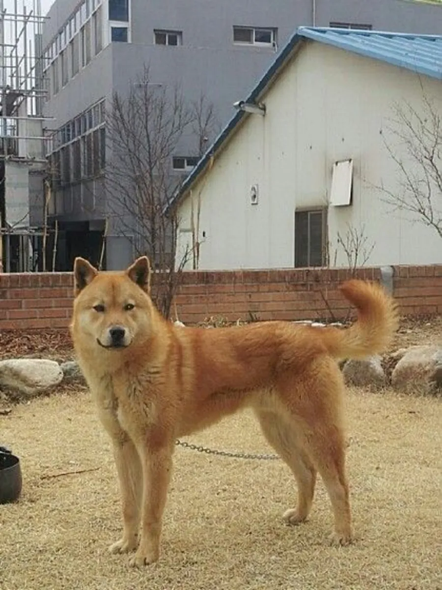 走失的努雷翁基犬——如有发现，请提供帮助。