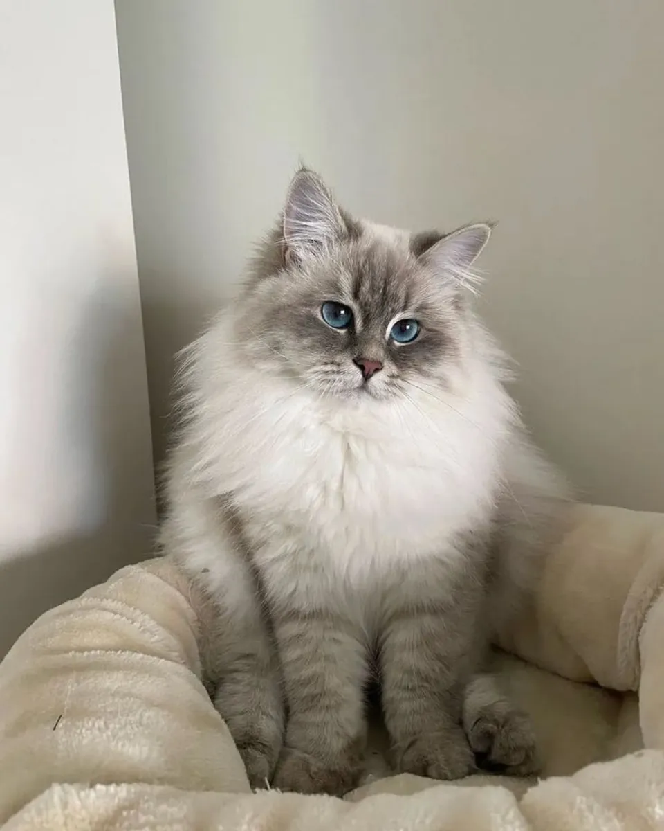 用于繁殖的西伯利亚猫