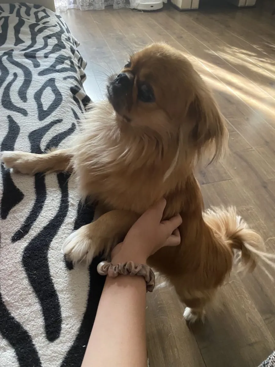 待领养的雌性北京犬