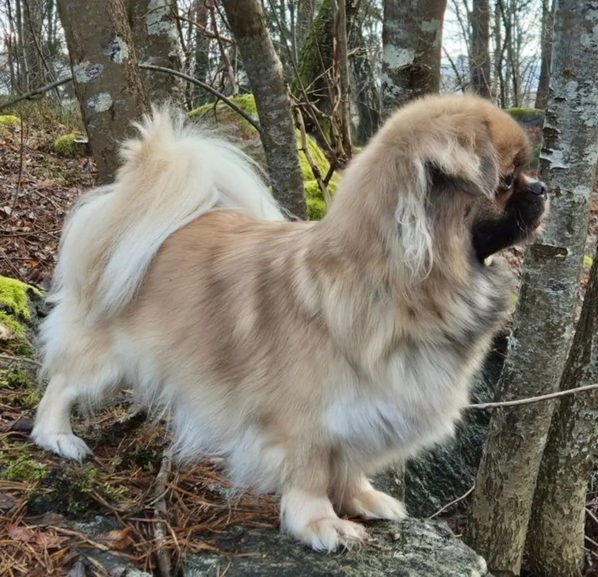 待领养的雌性北京犬