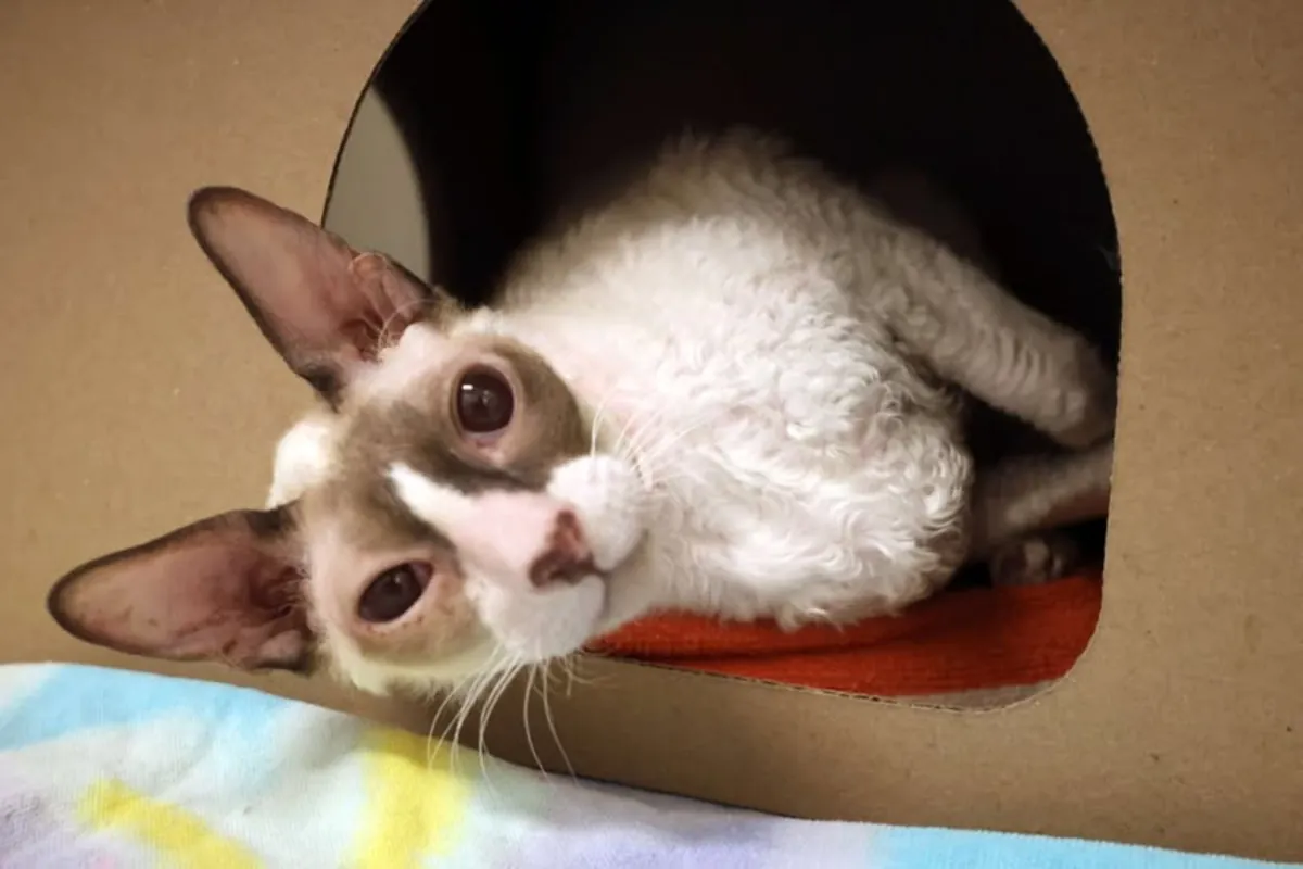 康沃尔雷克斯猫领养 | 卷毛且充满爱心的猫