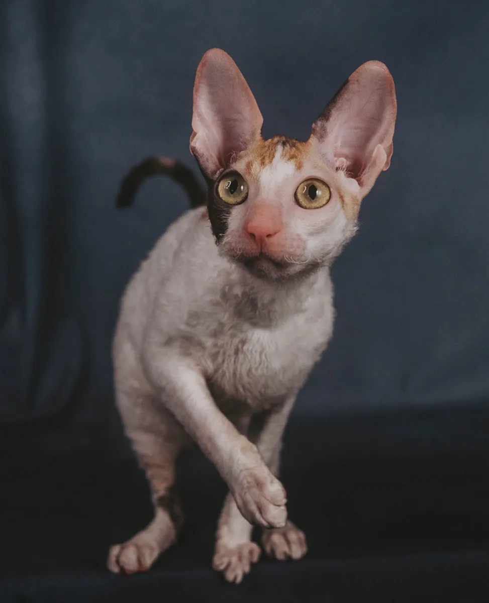 康沃尔雷克斯猫领养 | 卷毛且充满爱心的猫