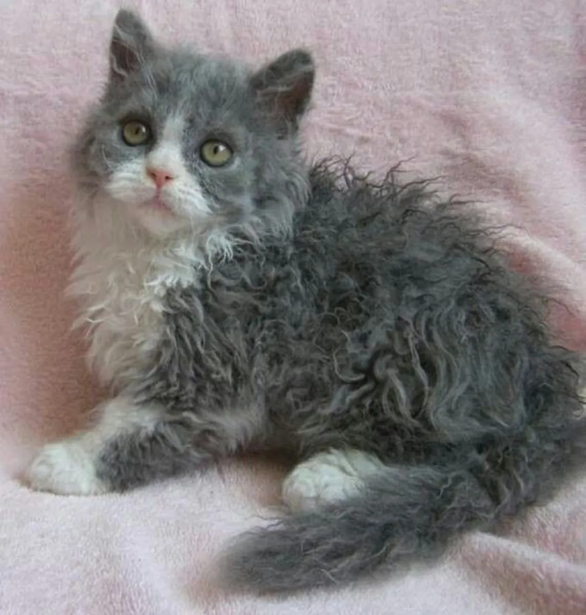 拉波姆猫领养 | 社交能力强且聪明的猫