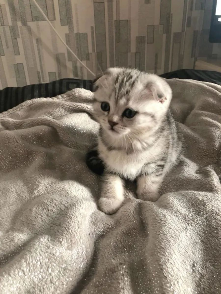 苏格兰折耳猫领养 | 可爱又乖巧