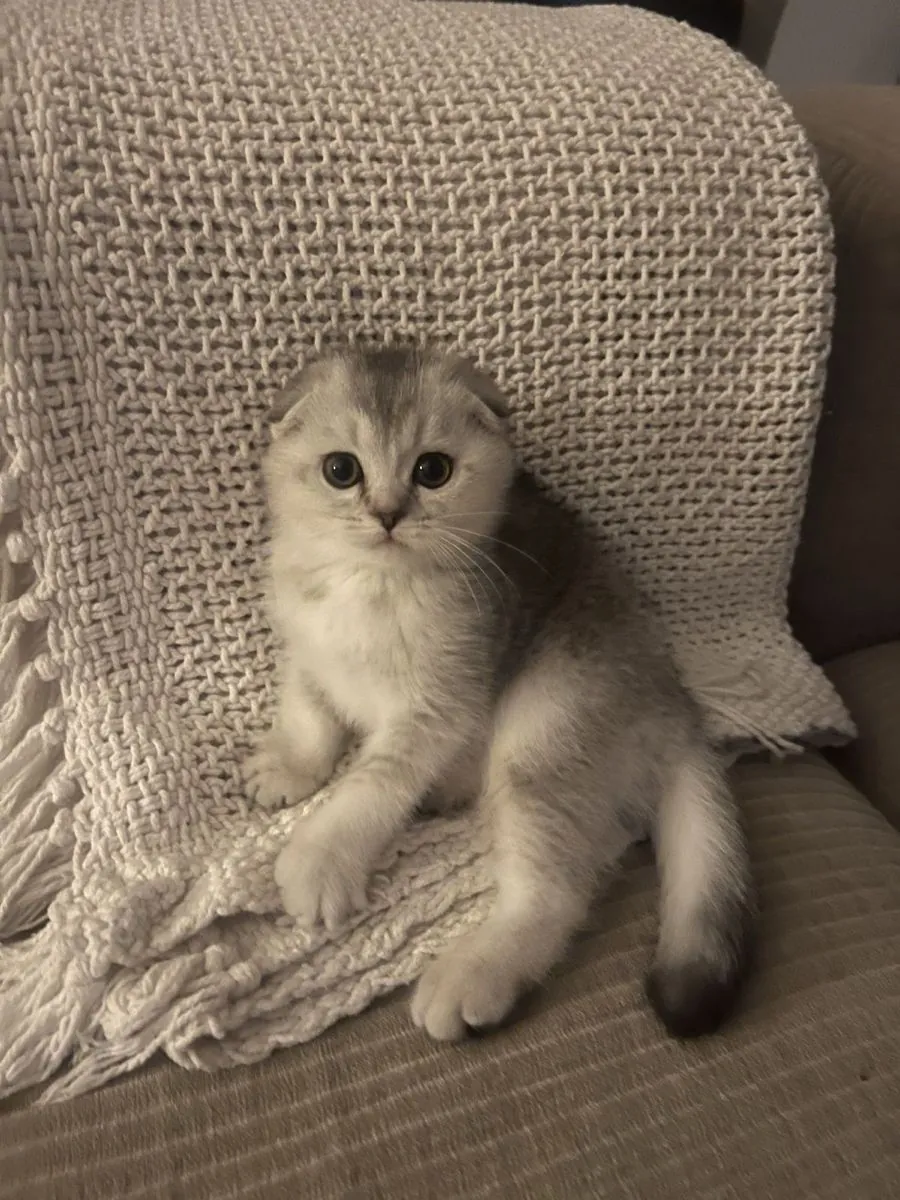 苏格兰折耳猫领养 | 可爱又乖巧