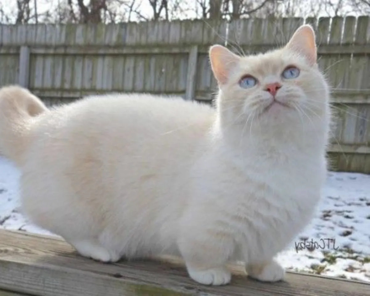 曼基康猫领养 | 可爱的短腿猫