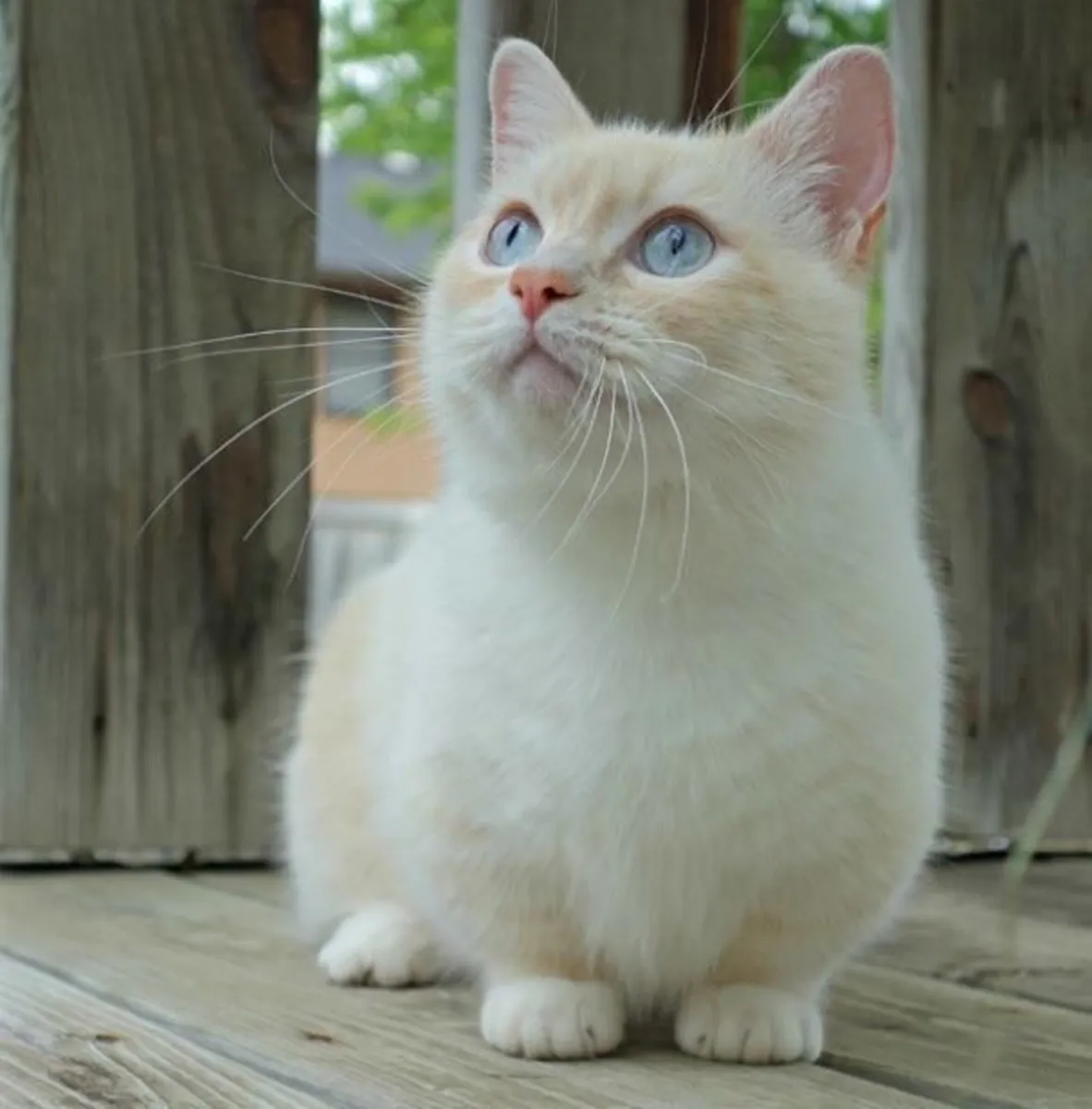 曼基康猫领养 | 可爱的短腿猫