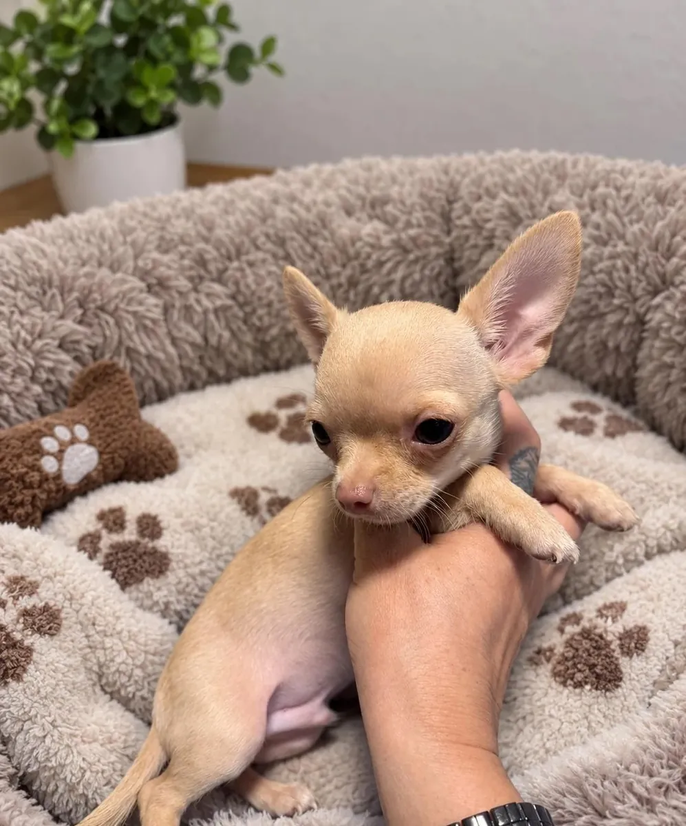 Preciosos cachorros de chihuahua