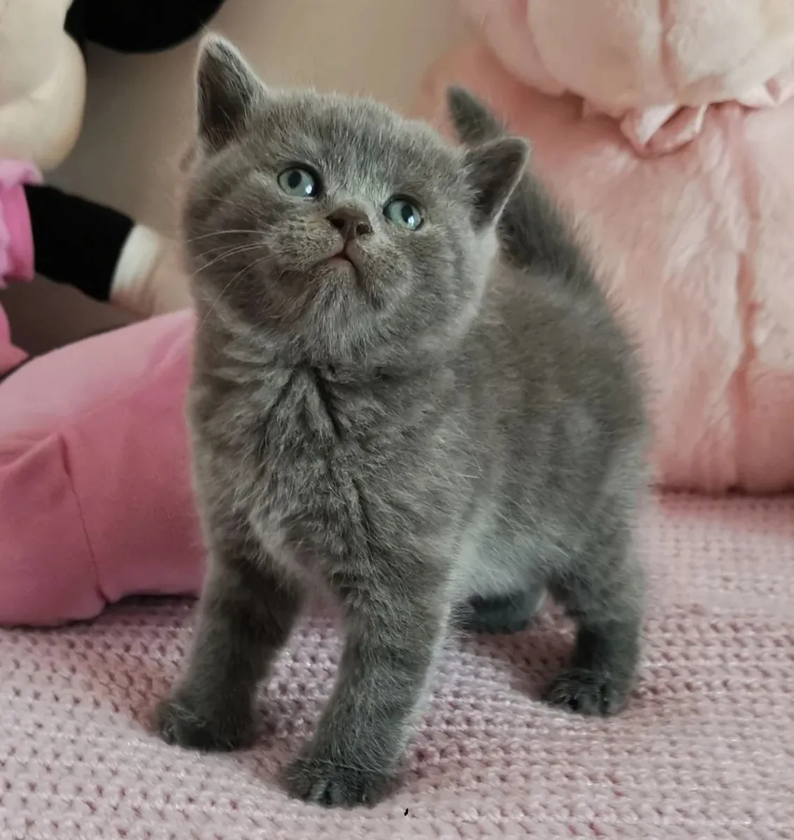 Gato British Shorthair