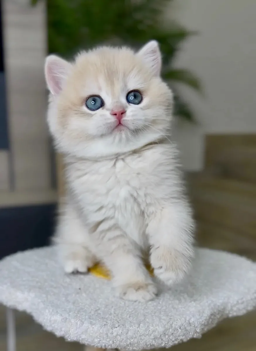 超级可爱的混血小猫