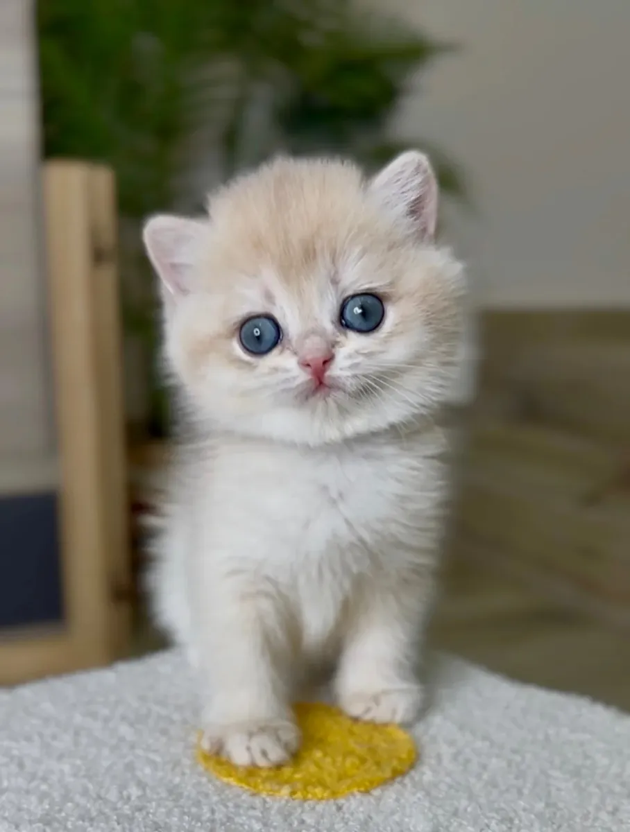 超级可爱的混血小猫