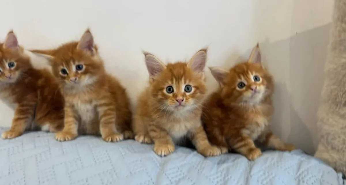 雄性缅因猫