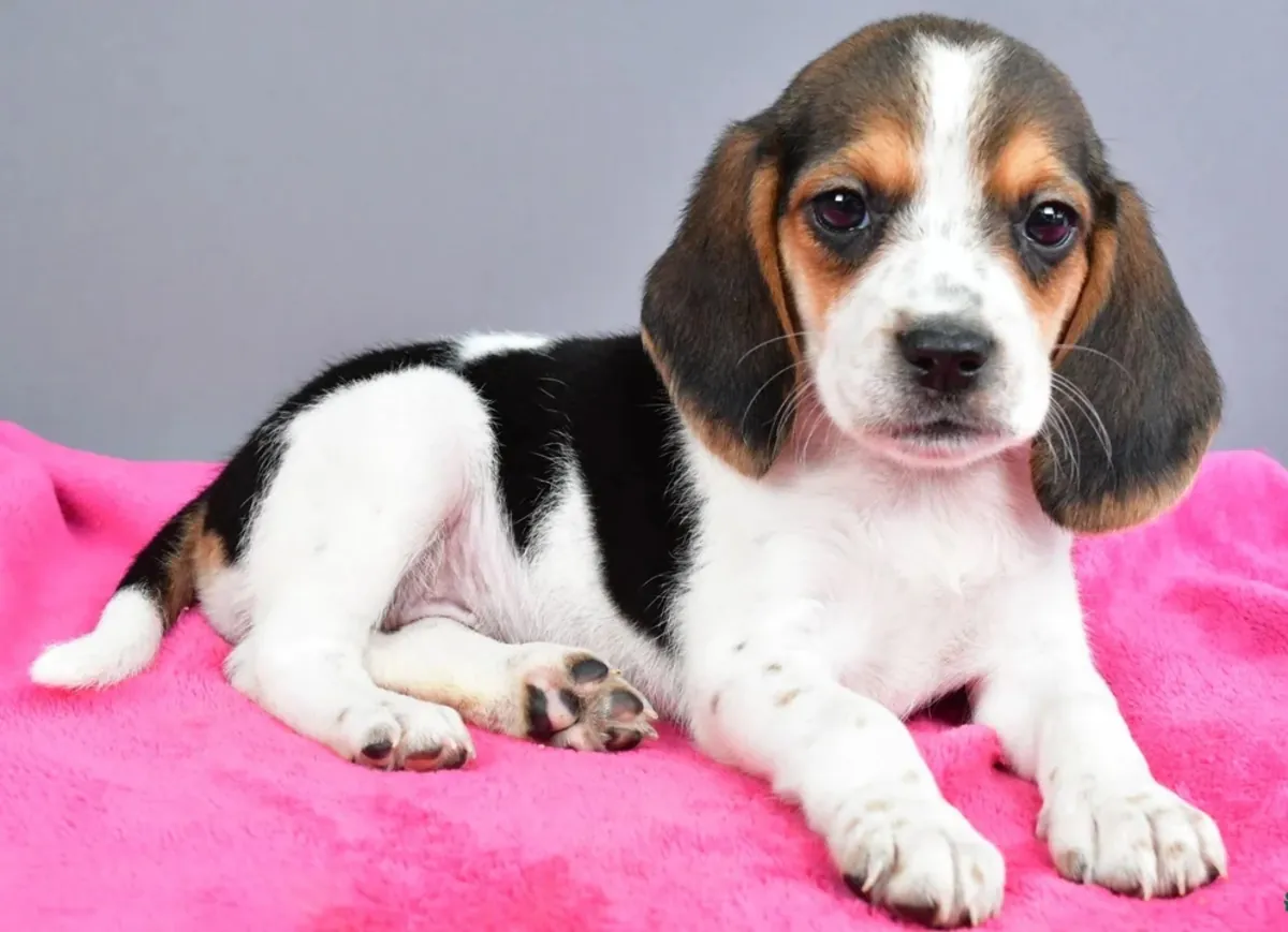 Charming beagle puppies