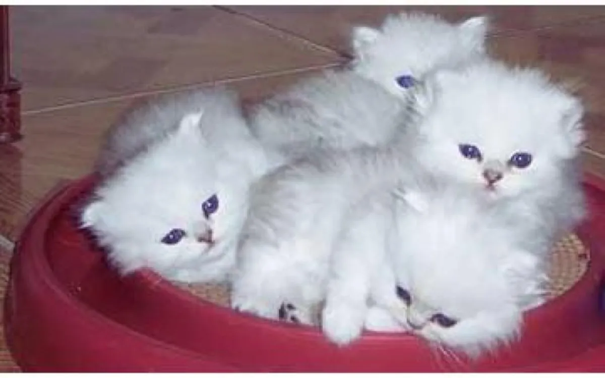Attractive blue eye persians