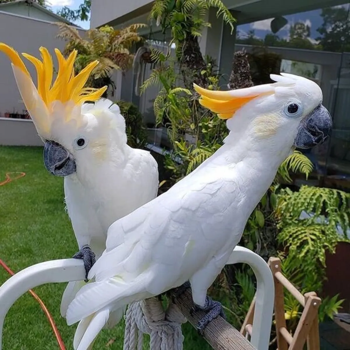 Cockatoo parrots for re-homing