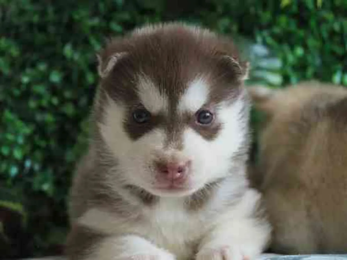 Camada Husky Siberiano