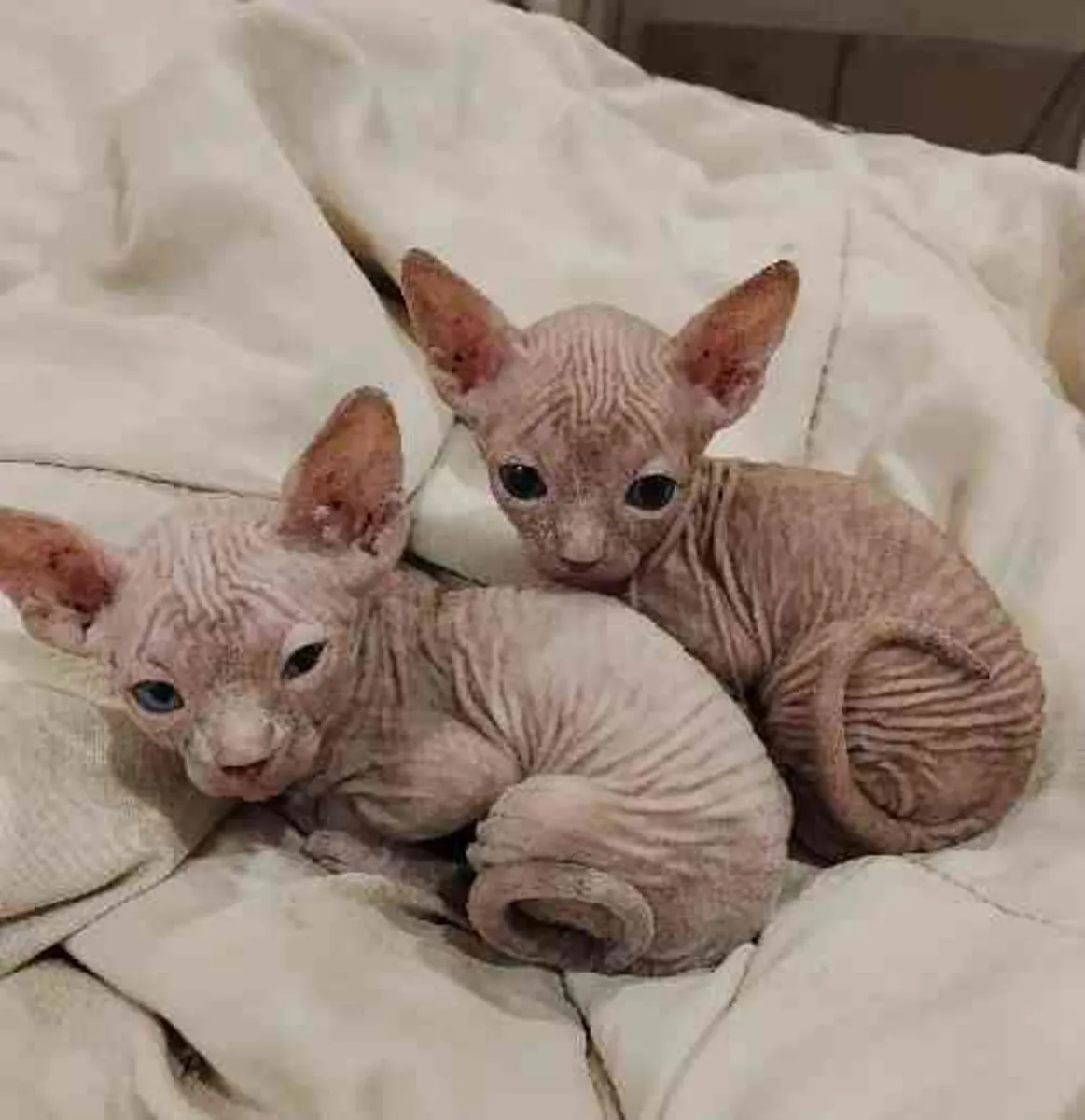 Sphinx. Gatos Esfinge