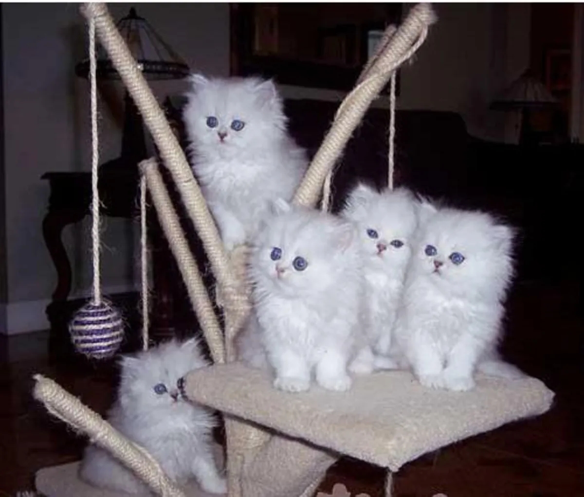 Gatitos persas blancos de pura raza