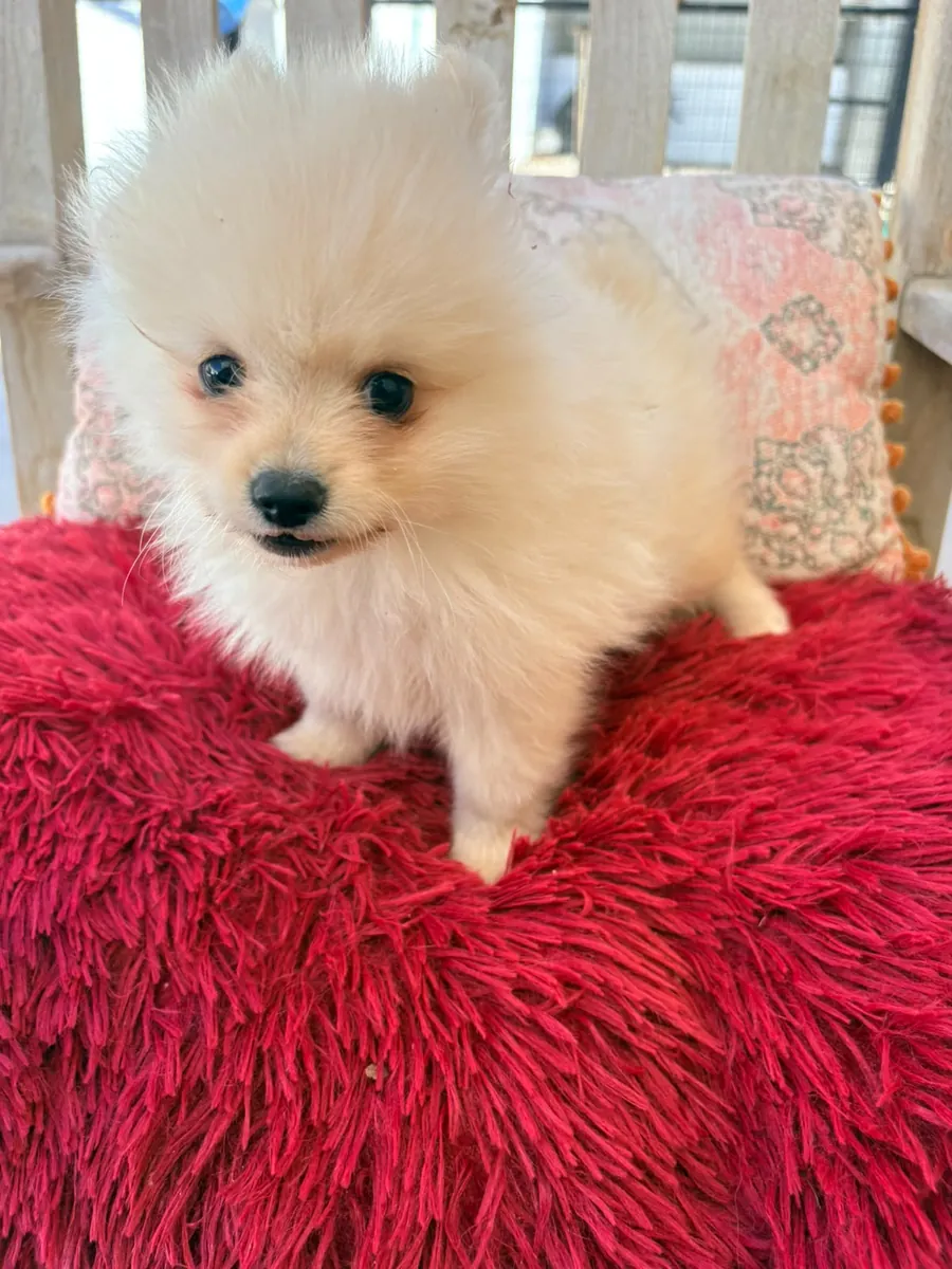 cachorro de Pomerania toy macho