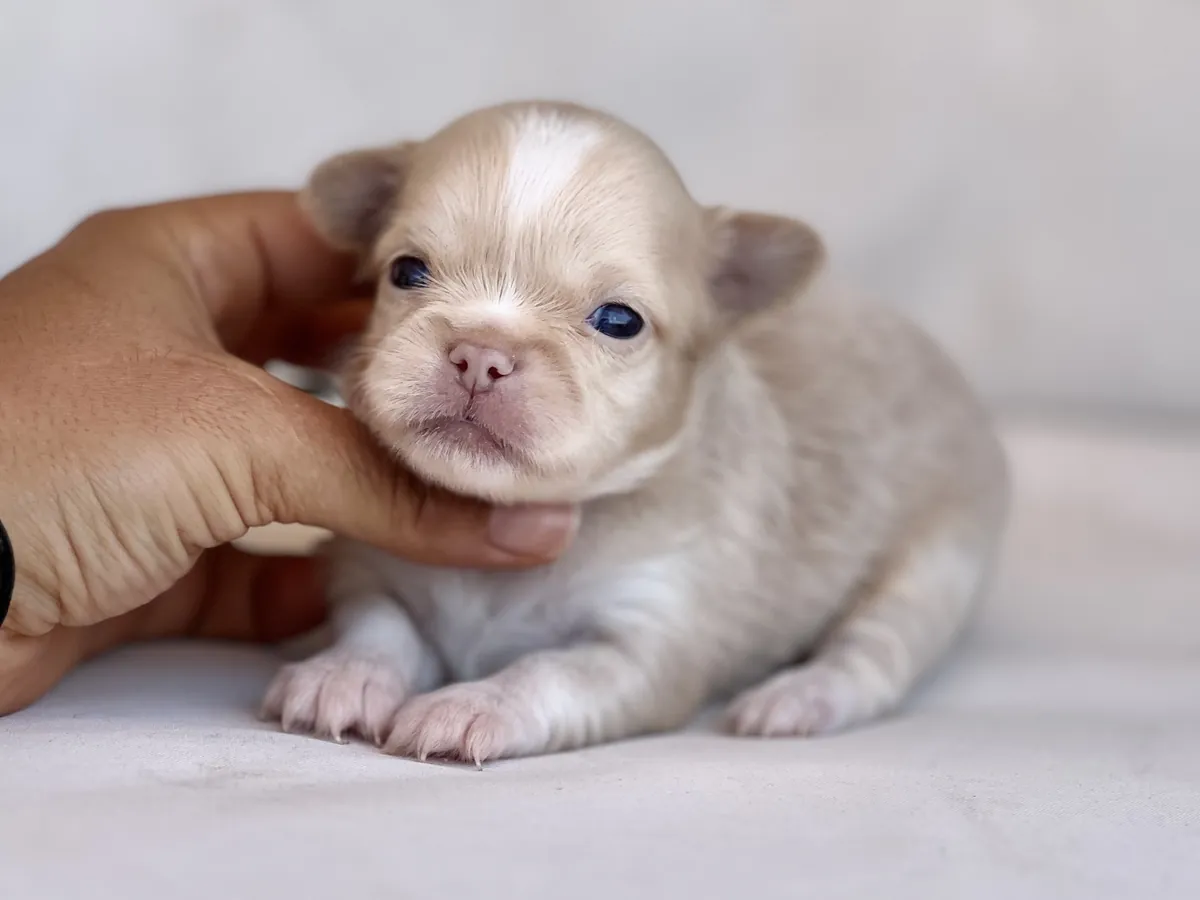 Exclusivo chihuahua crema de pelo largo