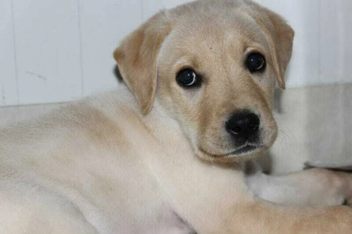 拉布拉多寻回犬