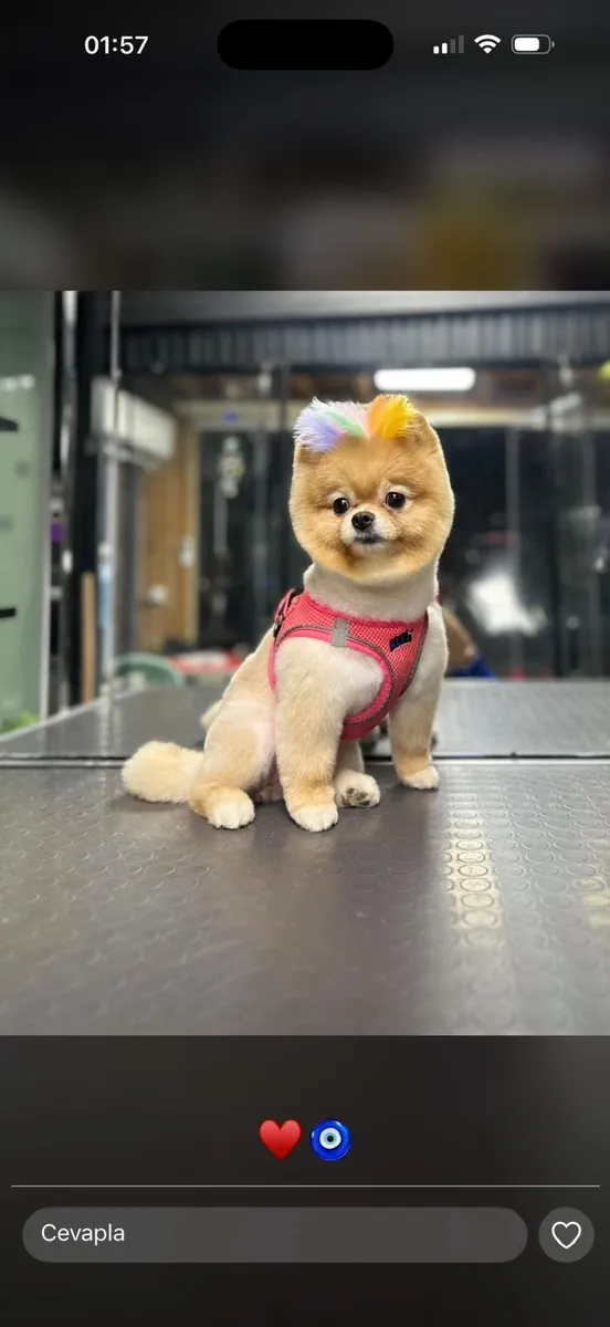 I am looking for a mate for my child.