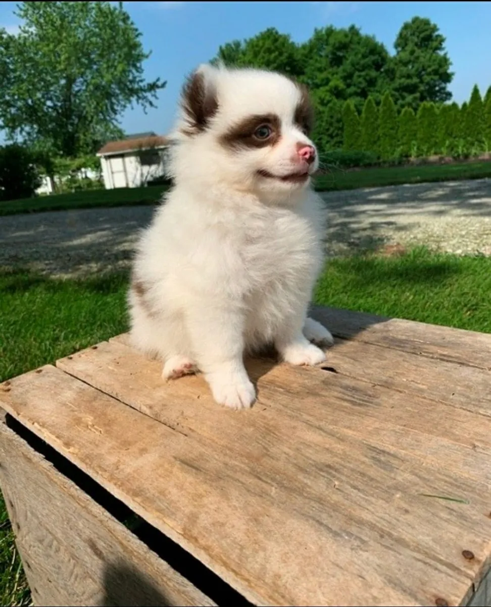 Playful pomeranian puppy for adoption 