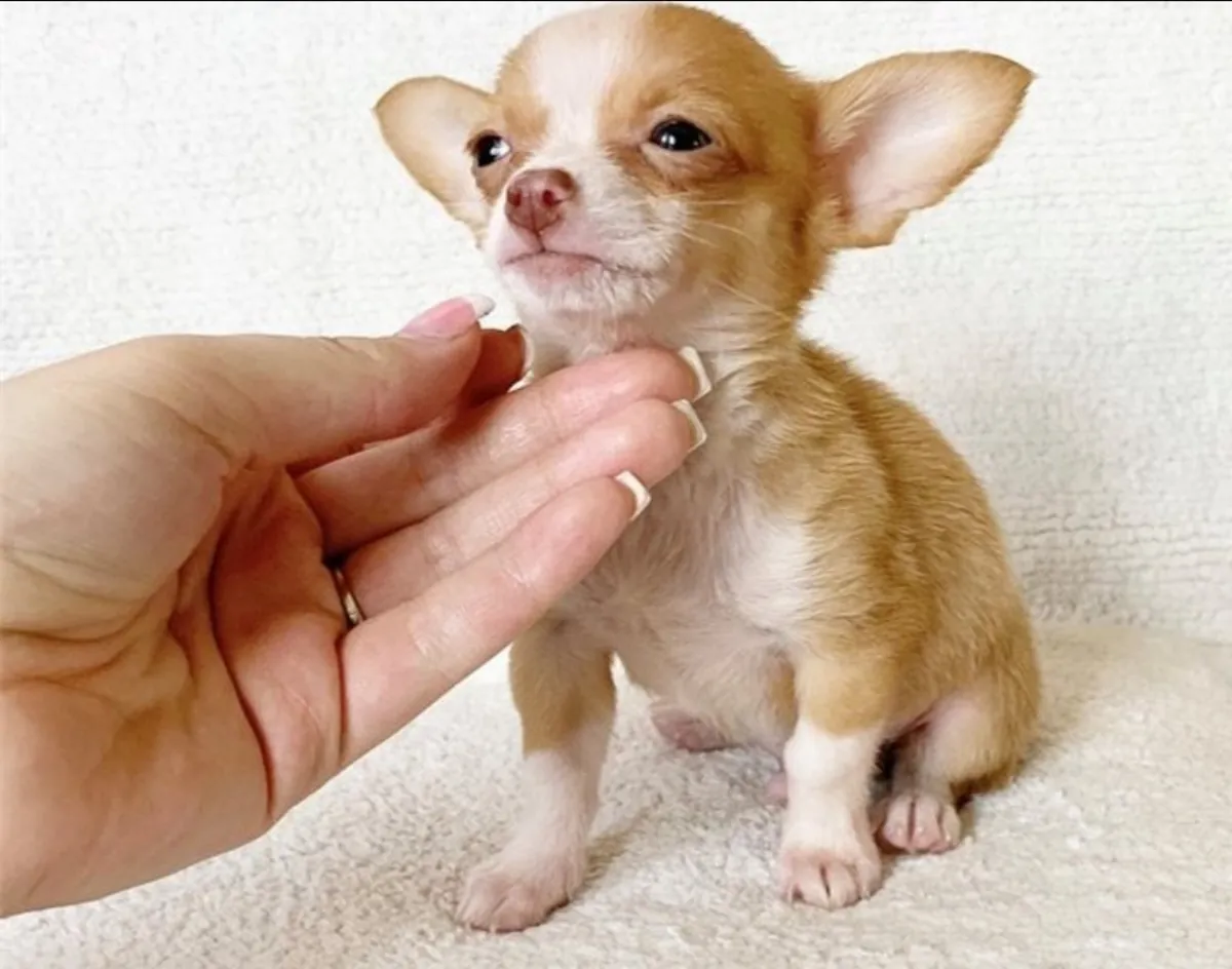 Young chihuahua puppy for adoption