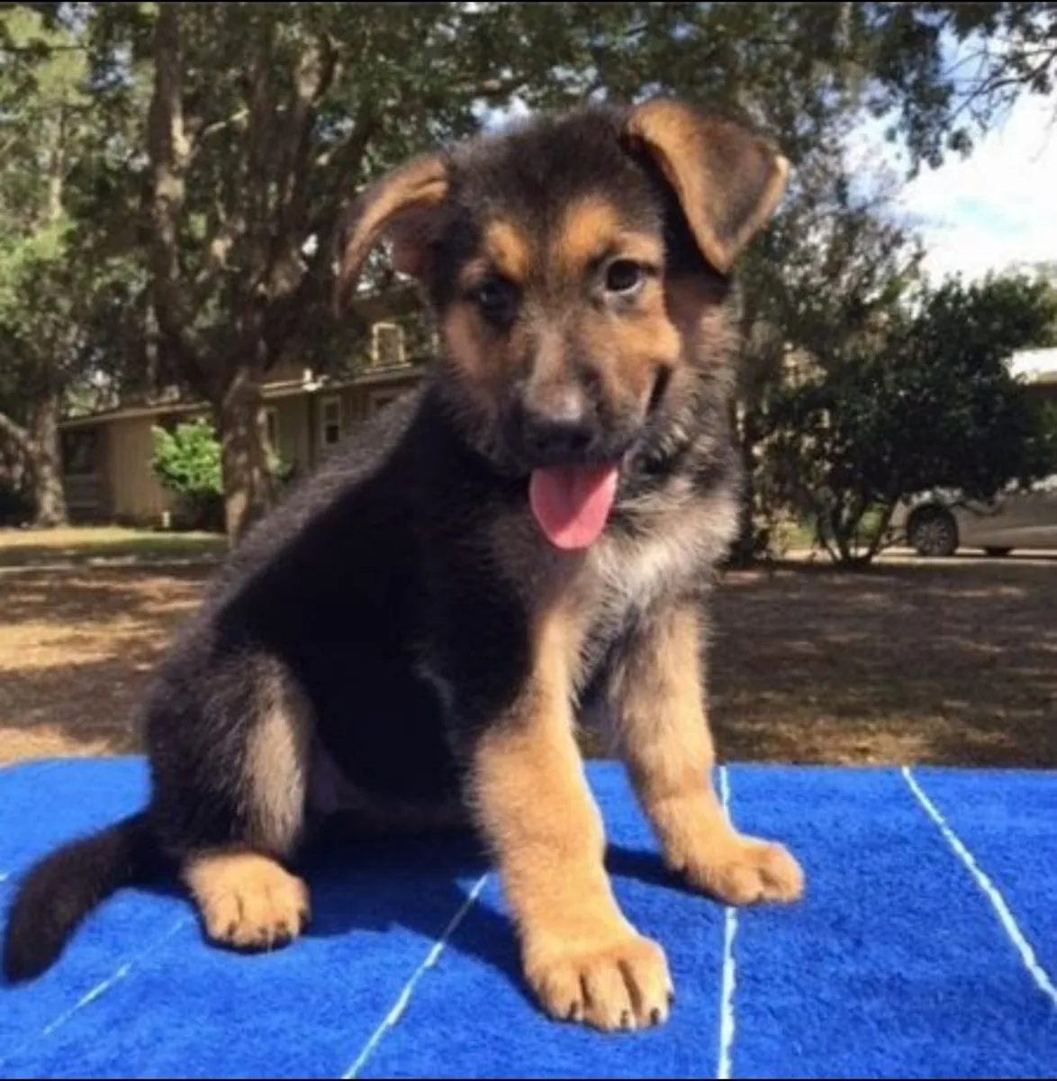 惊人的德国牧羊犬幼犬待领养