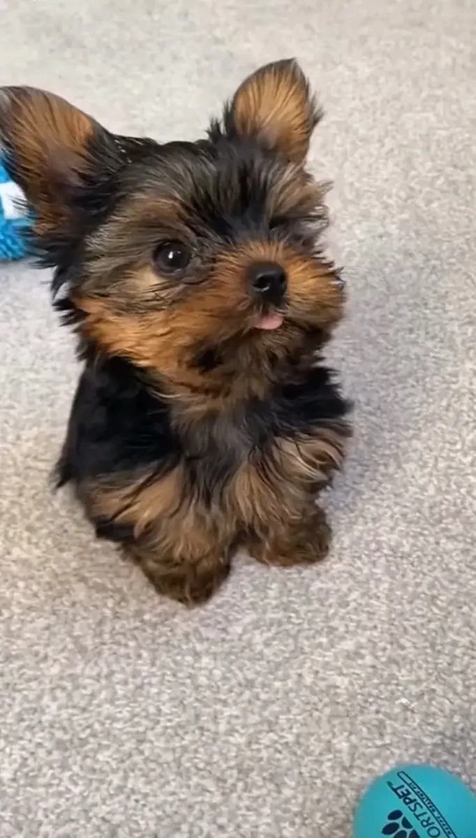 待领养的玩具约克夏犬幼犬
