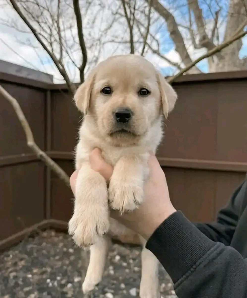 Adorable golden retriever puppy ready 