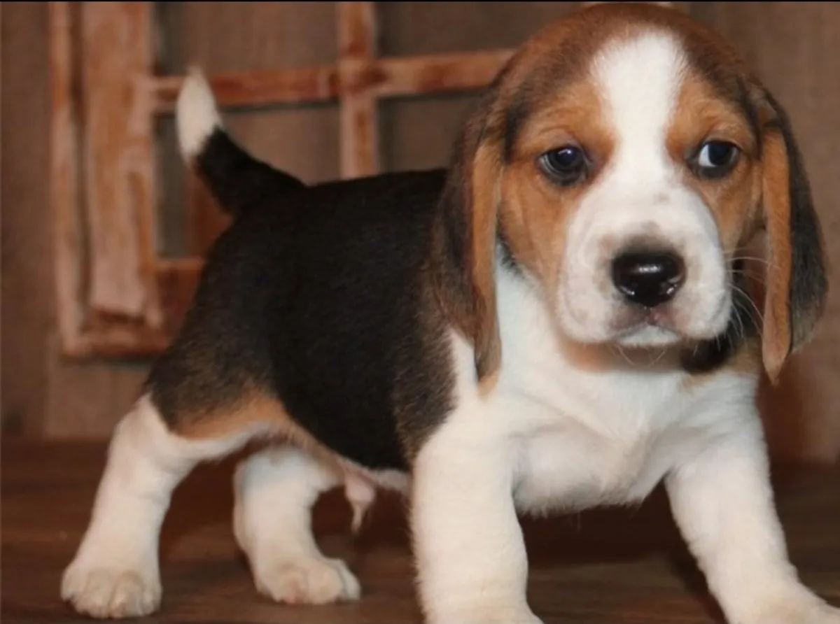Beagle Puppy for adoption