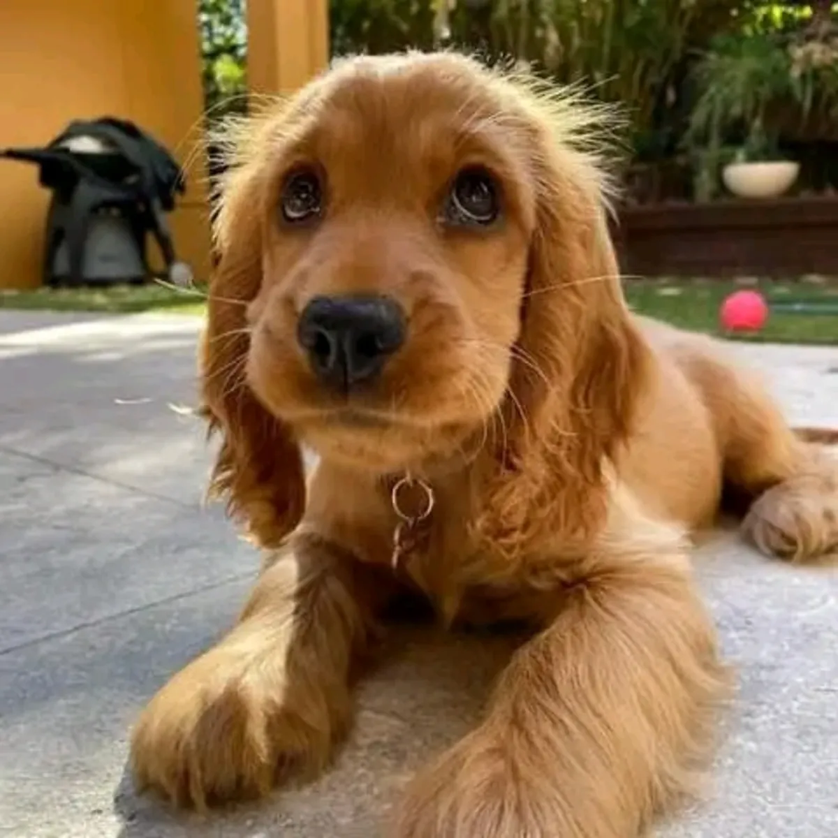 可爱的可卡犬小狗待领养