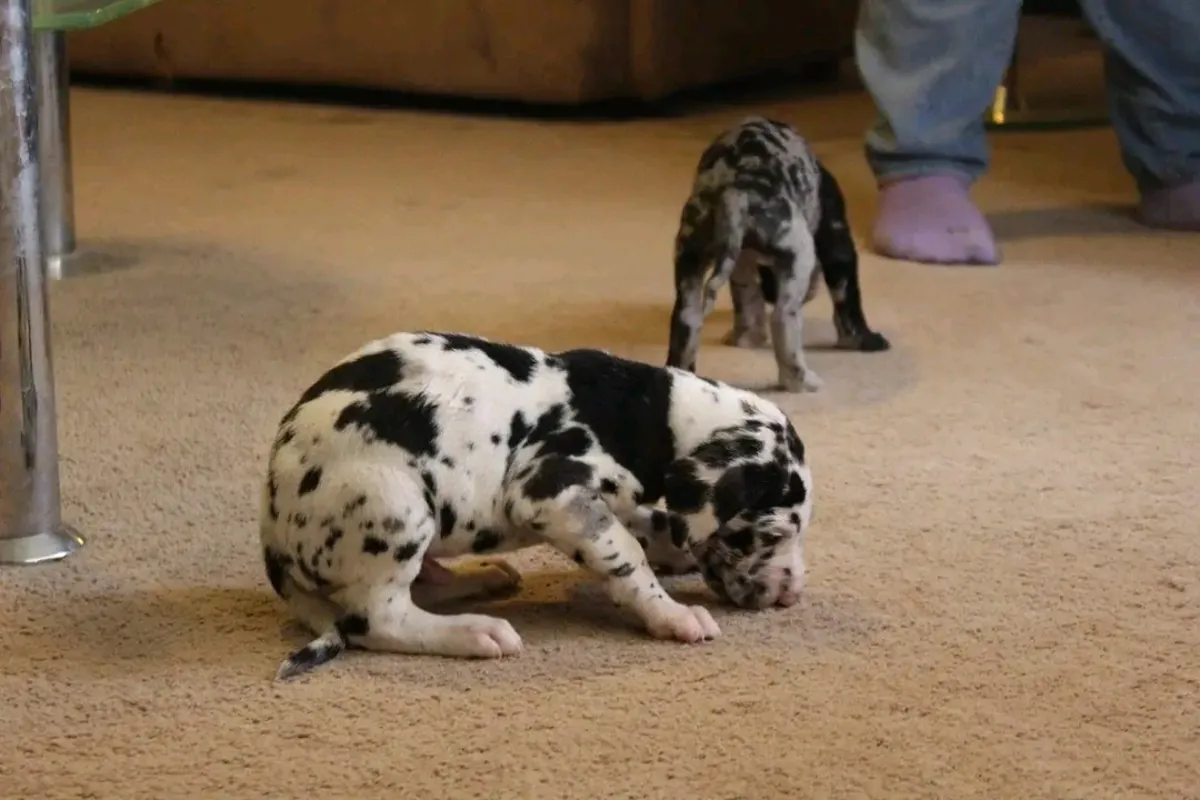 Chiot dogue allemand à adopter