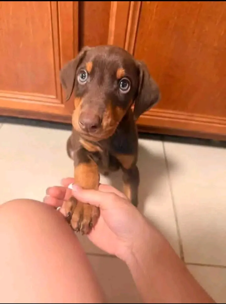 Doberman Puppy for adoption 