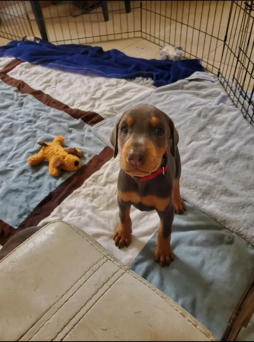 Doberman Puppy for adoption 