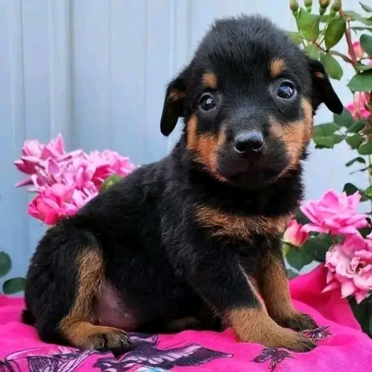 Chiot Rottweiler prêt à être adopté