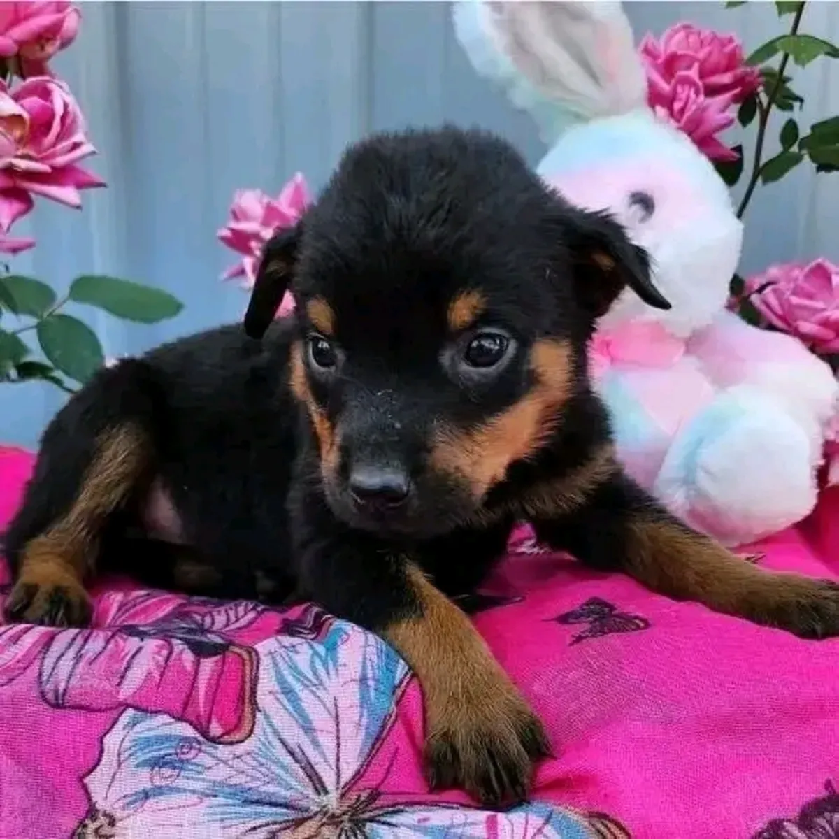 Chiot Rottweiler prêt à être adopté