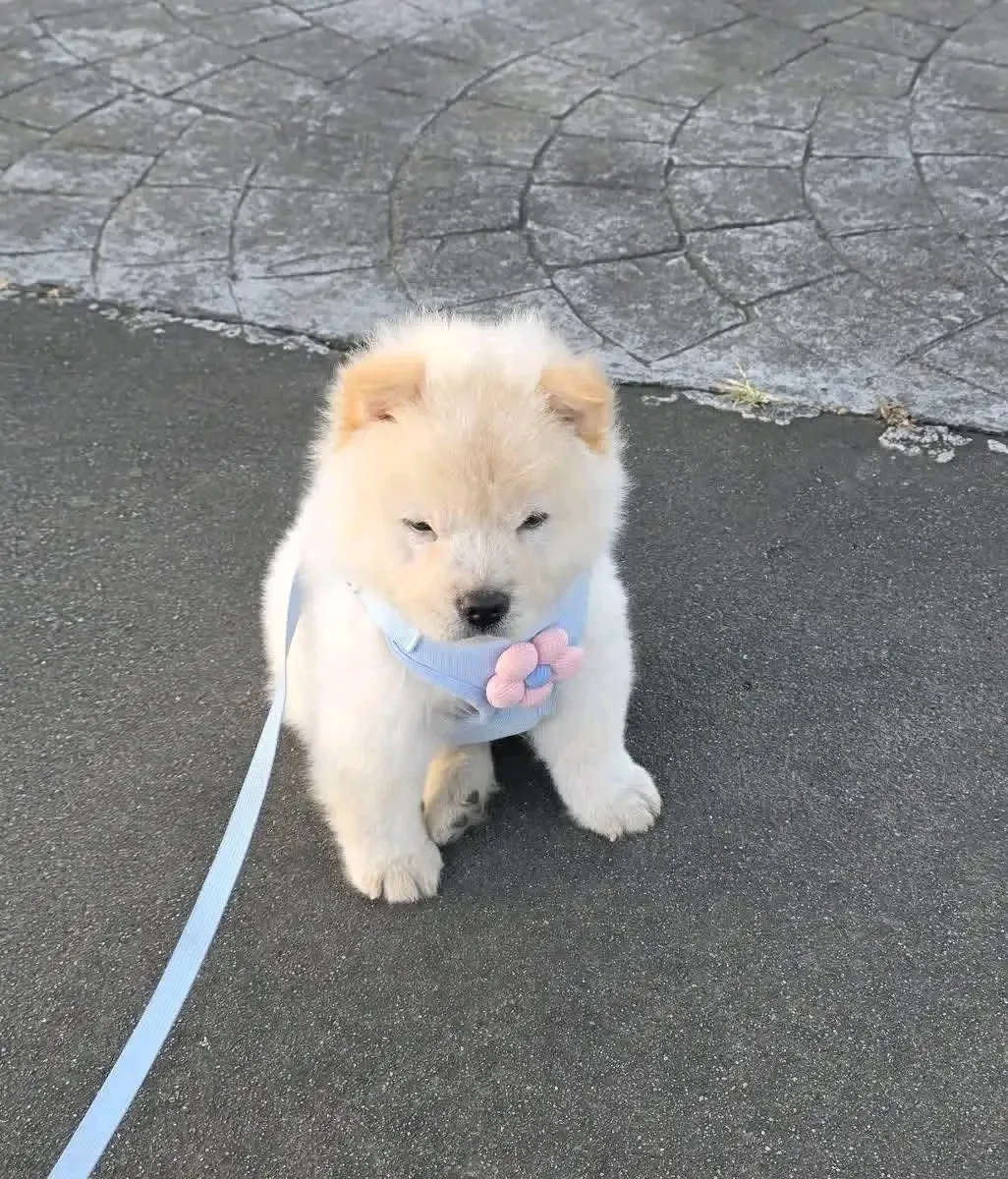 Evlilik için Chow Chow Yavru