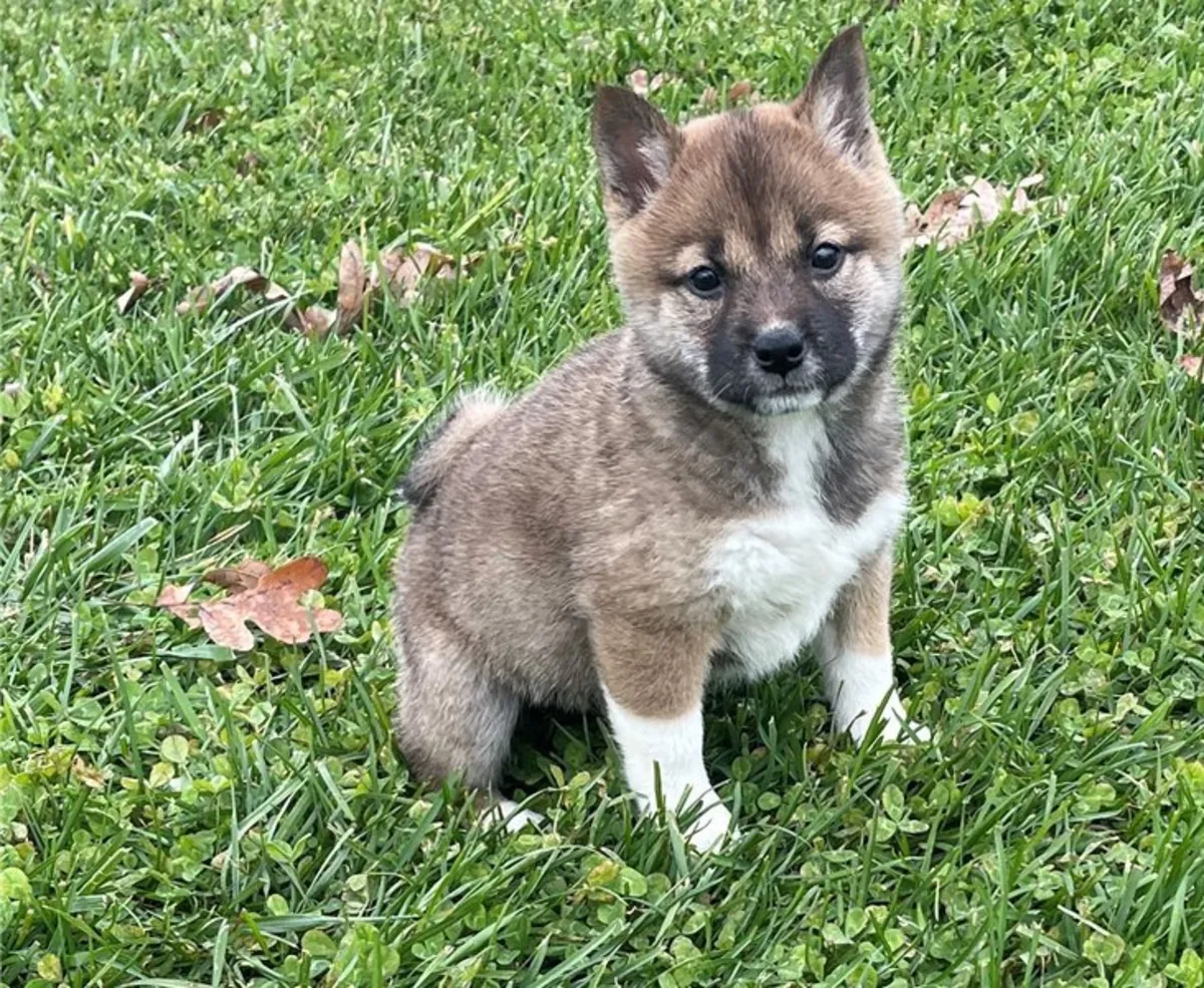 Gitmeye hazır Shiba Inu Yavru