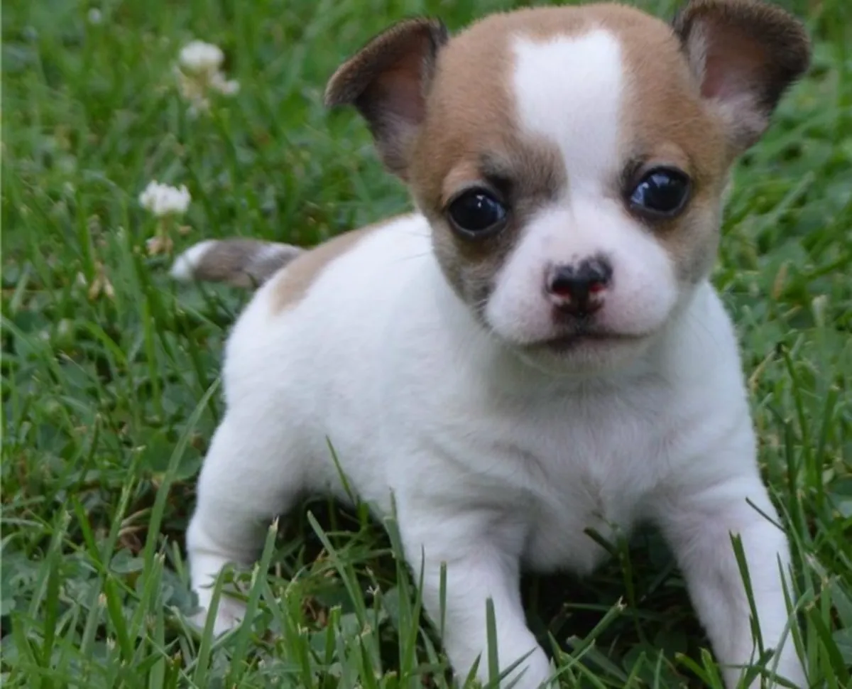 Sevimli görünümlü chihuahua yavrusu evlat edinmek için
