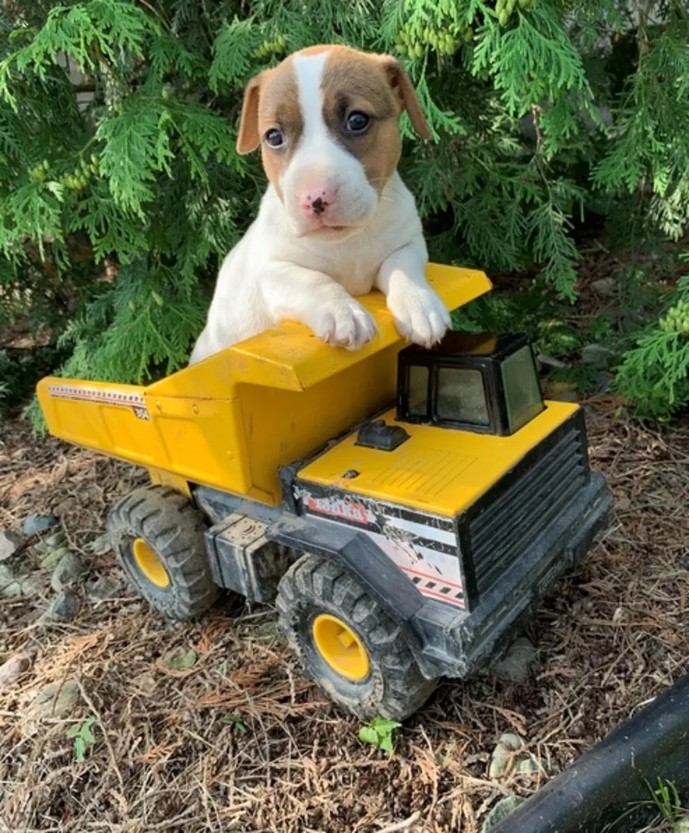 Jack Russell puppy for adoption
