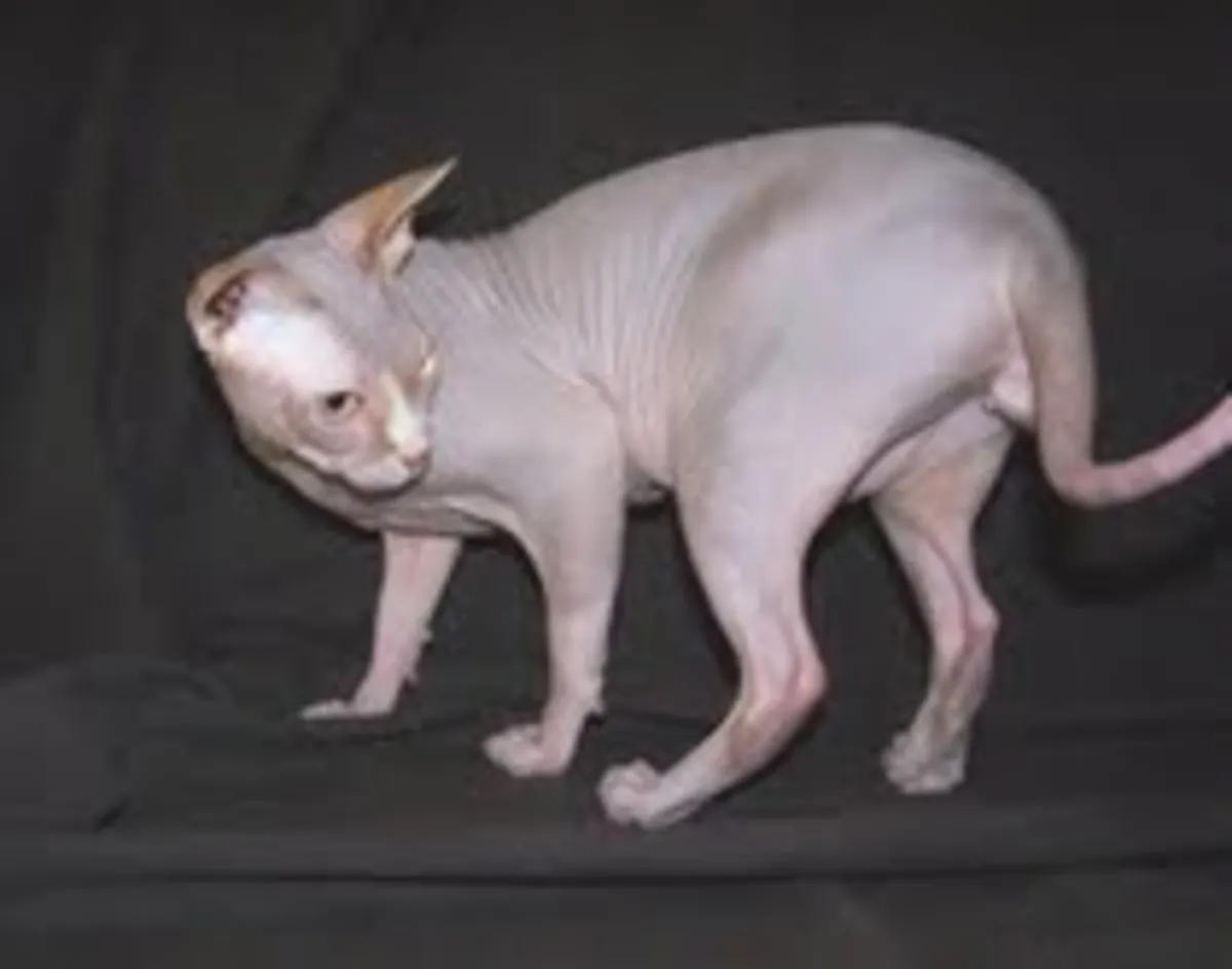 Beautiful Sphynx Kittens