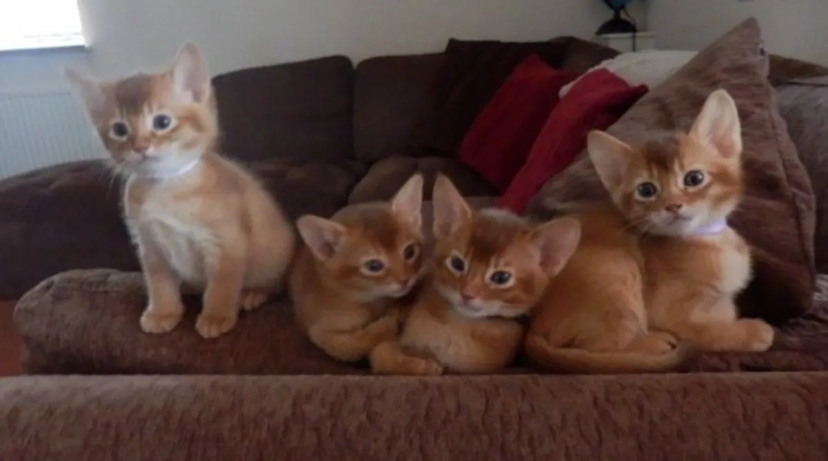 阿比西尼亚雄性小猫