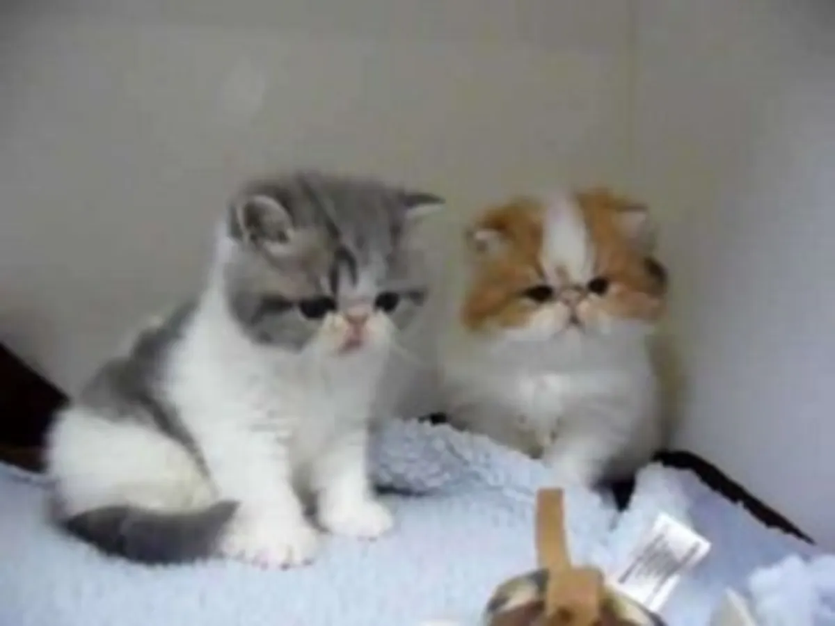 异国短毛猫