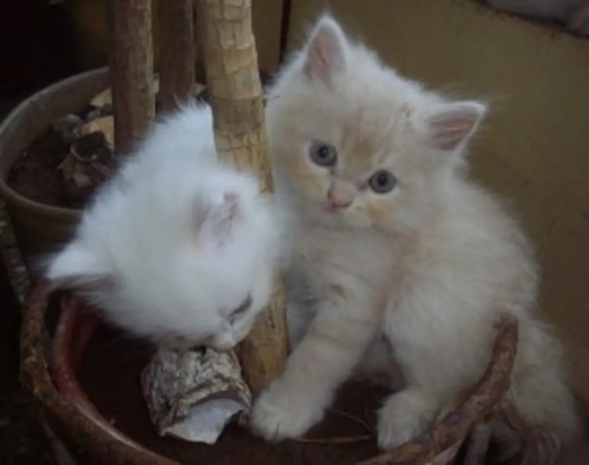 Persian Cat
