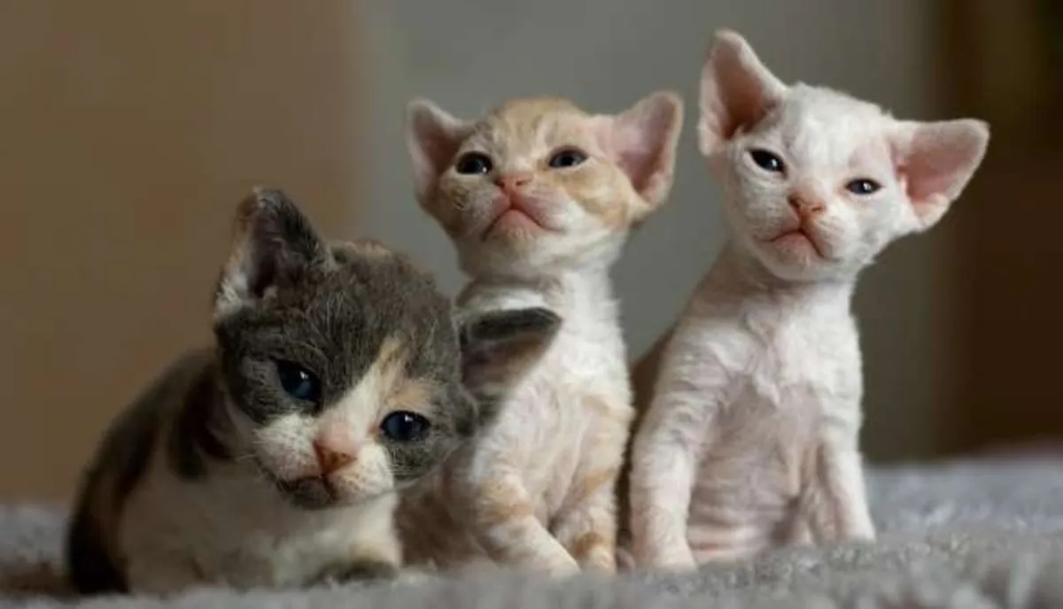 Котята Девон Рекс