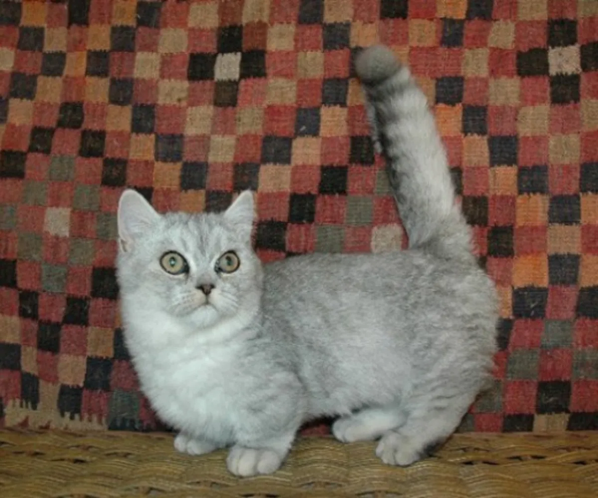 Beau chaton Munchkin