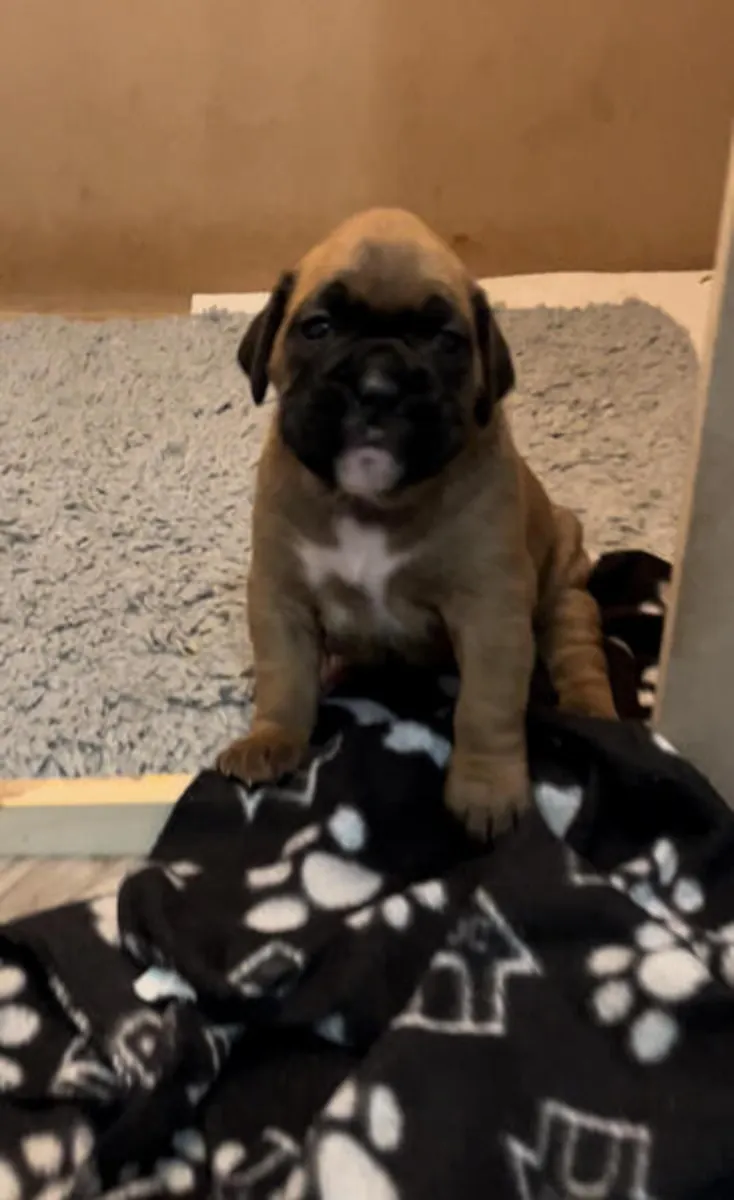 Spectaculaires chiots de boxer de race pure